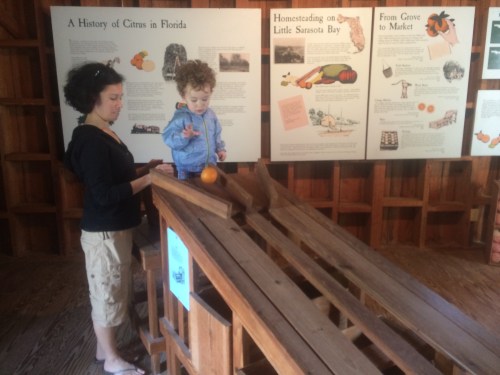 An ingenious invention, this orange sorter was a quick way to sort oranges according to size. Alex was enthralled by it...