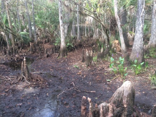 Cypress Swamp