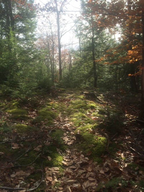 A nice section  of the trail