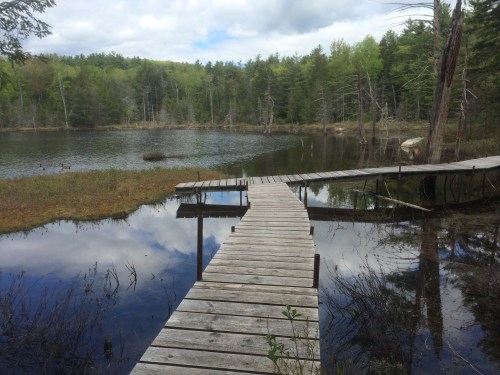 Frog's and Canadian Geese on Chase Pond