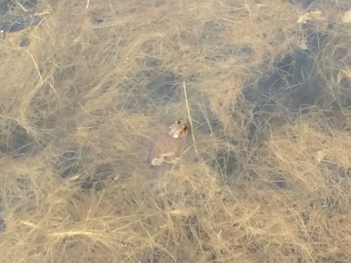 Hard enough for me to see them