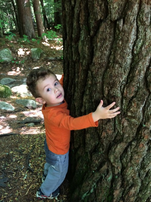 This tree is BIG daddy!